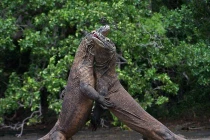 Những trận chiến đẫm máu của động vật (16)