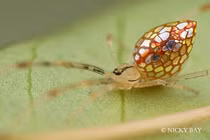 Cận cảnh loài nhện “dị” nhất thế giới (P2)