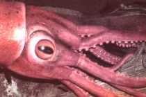 Phát hiện "gây sốc" về cuộc sống dưới đáy đại dương