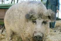 Kỳ quái lợn đội lốt cừu