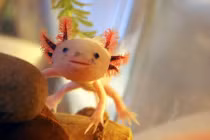 Kỳ dị động vật mang... mặt người