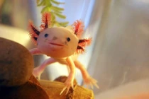 Kỳ dị động vật mang... mặt người