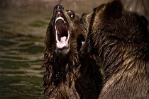 Những trận chiến đẫm máu của động vật (15) 