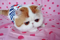 Những chú mèo VIP có lượng fan "khủng"