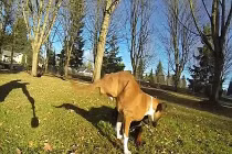 Cuộc sống nghị lực đến khó tin của chó 2 chân