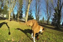 Cuộc sống nghị lực đến khó tin của chó 2 chân