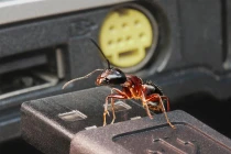 Những hành vi lạ, bí ẩn của côn trùng