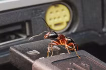 Những hành vi lạ, bí ẩn của côn trùng