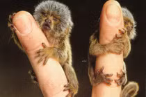 Ếch bé bằng móng tay và những động vật "siêu tí hon"