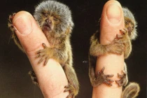 Ếch bé bằng móng tay và những động vật "siêu tí hon"