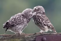 Tình mẫu tử ngọt ngào của chim cú