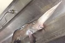 Thủy quái siêu hiếm bị con người chinh phục