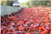 Ngộp thở với "thú" bầy đàn...