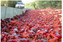 Ngộp thở với "thú" bầy đàn...