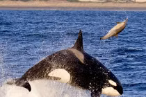 Cá voi sát thủ “tung hứng” cá heo chóng mặt