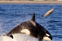 Cá voi sát thủ “tung hứng” cá heo chóng mặt