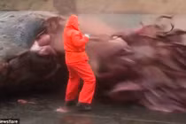 Kinh hãi cảnh bụng cá nhà táng vỡ tung