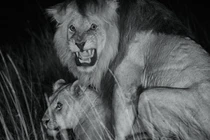 Nỗi "khốn khổ" của sư tử đực