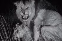 Nỗi "khốn khổ" của sư tử đực