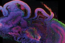 Top đột phá khoa học khủng nhất năm 2013