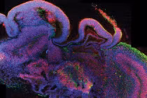 Top đột phá khoa học khủng nhất năm 2013