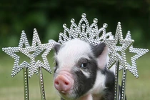 Ngắm lợn con tạo dáng đáng yêu