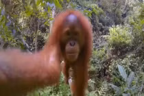 Chết cười với đười ươi trộm máy ảnh vào rừng “tự sướng“