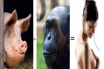 Người là con lai của tinh tinh và ...lợn?