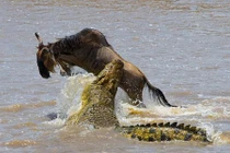 Cận cảnh cú đớp chết chóc của cá sấu khủng (2)