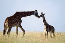 Top 6 loài động vật có cách ân ái dị hợm nhất Trái Đất