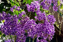 Loài cây được phong “thần giữ của”, đẹp hút hồn, hút luôn tài lộc