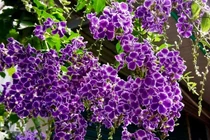 Loài cây được phong “thần giữ của”, đẹp hút hồn, hút luôn tài lộc