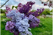 Mê mẩn loài hoa đẹp nhất hành tinh, biểu tượng cho bình an, hạnh phúc