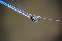 Siêu nhện bắn tơ dài ngang cây cầu, dai gấp 10 lần áo chống đạn