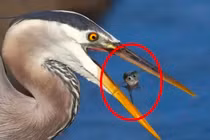 Bí mật của sự tiến hóa: Tại sao chim không có răng?