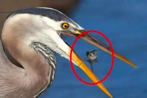 Bí mật của sự tiến hóa: Tại sao chim không có răng?