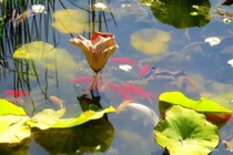 Cổ nhân nói: 'Nước trong thì không có cá', vế sau mới thực sự thấm