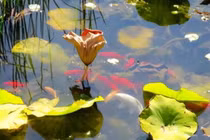 Cổ nhân nói: 'Nước trong thì không có cá', vế sau mới thực sự thấm