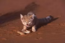 Choáng loài mèo thèm ăn rắn độc, con mồi chết 'không kịp trở răng'