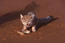 Choáng loài mèo thèm ăn rắn độc, con mồi chết 'không kịp trở răng'