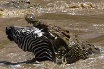 Loài cá sấu lớn nhất thế giới, nghiền nát con mồi bằng một cú cắn