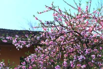 Ấn tượng mùa cao nguyên đá nở hoa