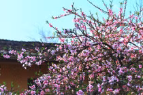 Ấn tượng mùa cao nguyên đá nở hoa