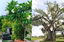 Người xưa dặn, chặt 3 cây này phước lành tiêu tan, nghèo mạt kiếp