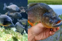 Loài cá có răng sắc như dao, lột xác con mồi trong vài phút