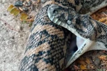 Hiện tượng trăn tự cắn chết chính mình, chuyên gia giải mã sao?