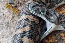 Hiện tượng trăn tự cắn chết chính mình, chuyên gia giải mã sao?