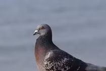 Tại sao chim bồ câu lại gật đầu khi đi bộ?