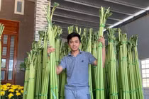 Loài cây 'đổi vận' từ cám lợn thành đặc sản quý, thu cả trăm triệu