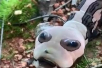 Sinh vật lạ trông như rắn mà không phải rắn, dân mạng sợ muốn xỉu